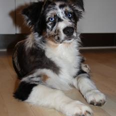 Australian shepherd Godrumgaard´s Jason