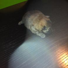 Pomeranian Futte