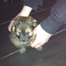 Pomeranian Futte