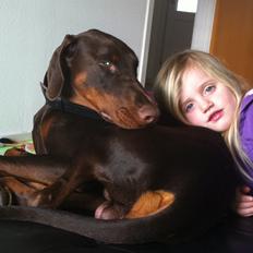 Dobermann A'Ron