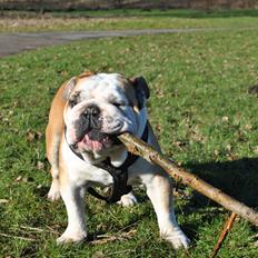 Engelsk bulldog Balto RIP 11/6-21