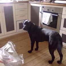 Labrador retriever Blue