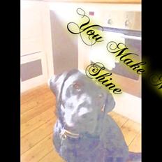 Labrador retriever Blue