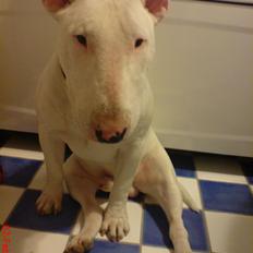 Bullterrier Anubis