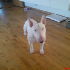 Bullterrier Anubis