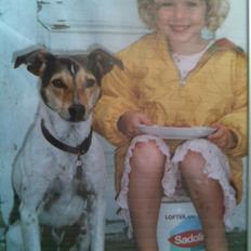 Dansk svensk gaardhund Sofus