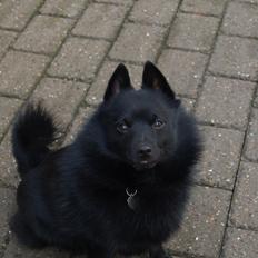 Schipperke Hassan van het Kumtichshof