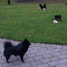 Schipperke Hassan van het Kumtichshof