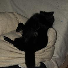 Schipperke Hassan van het Kumtichshof