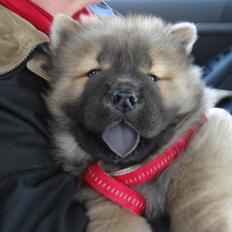 Chow chow Piuk Chow Plenty Of Joy From Santa
