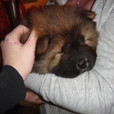 Chow chow Piuk Chow Plenty Of Joy From Santa