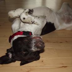 Kleiner münsterländer Molly