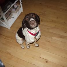 Kleiner münsterländer Molly