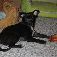 Blanding af racer Skipper