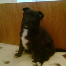 Blanding af racer Skipper