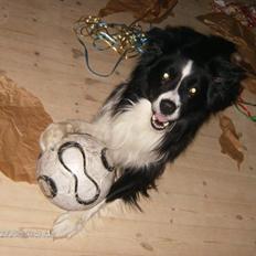 Border collie ****** Kian star bright Robin (Lucky)