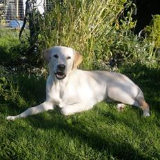 Labrador retriever Nala