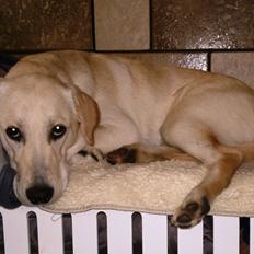 Labrador retriever Nala