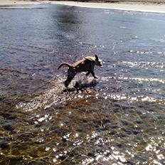 Labrador retriever Nala