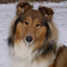 Collie langhåret maggie