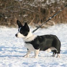 Welsh corgi cardigan Loke ( Bruunshåbs Loke)