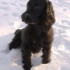 Field Trial Cockerspaniel Bobby