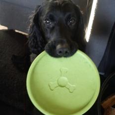 Field Trial Cockerspaniel Bobby