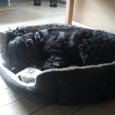 Field Trial Cockerspaniel Bobby