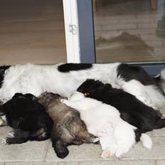 Tibetansk spaniel Tantra Tsamo von Sunnestä