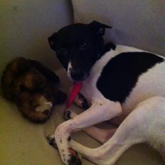 Blanding af racer Pelle