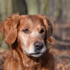 Golden retriever Tjapper