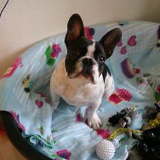 Fransk bulldog Gimli