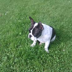 Fransk bulldog Gimli