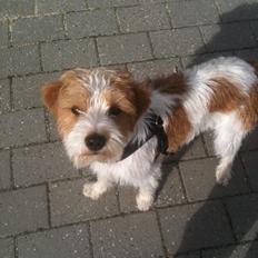 Kromfohrländer Betty