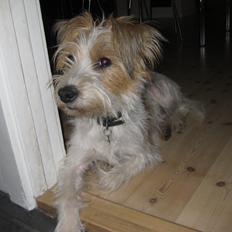 Kromfohrländer Alfrida