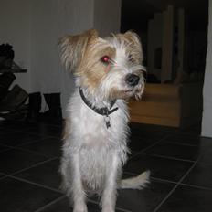 Kromfohrländer Alfrida