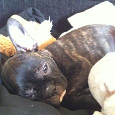 Fransk bulldog Bella (Bella von prut)