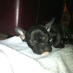 Fransk bulldog Bella (Bella von prut)