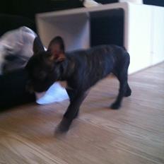 Fransk bulldog Bella (Bella von prut)