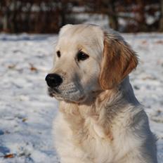 Golden retriever Sally