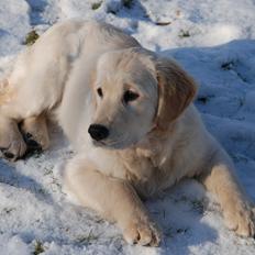 Golden retriever Sally