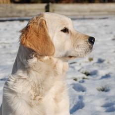 Golden retriever Sally