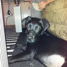 Blanding af racer Chang 