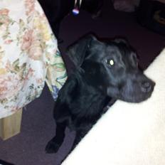 Blanding af racer Chang 