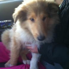 Collie langhåret Nitopets U Never Better aka Never