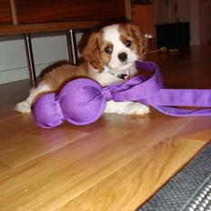 Cavalier king charles spaniel Aya