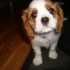 Cavalier king charles spaniel Aya