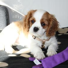 Cavalier king charles spaniel Aya