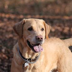 Labrador retriever Seko