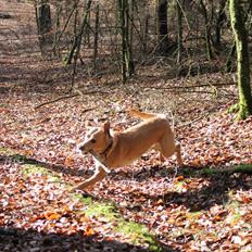 Labrador retriever Seko